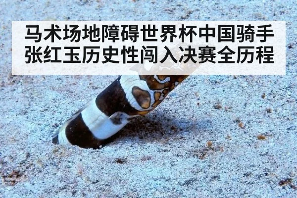 马术场地障碍世界杯中国骑手张红玉历史性闯入决赛全历程